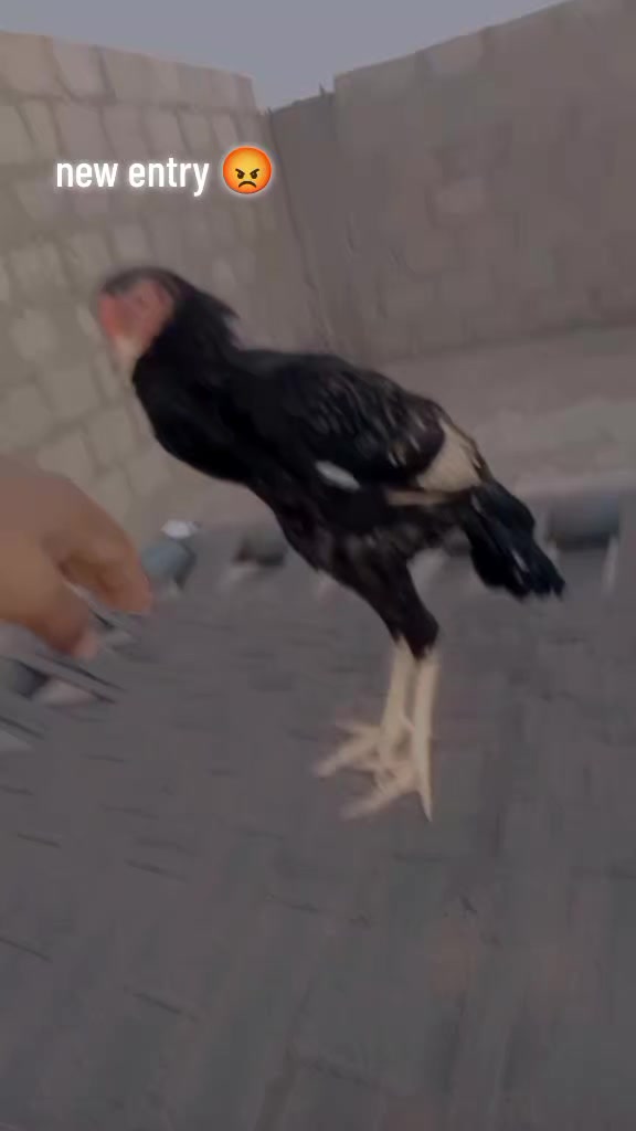 @𝐊𝐎𝐉𝐀🚩