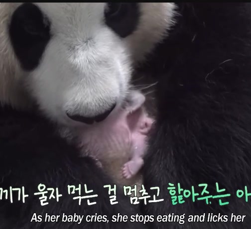 @K-PANDA kim