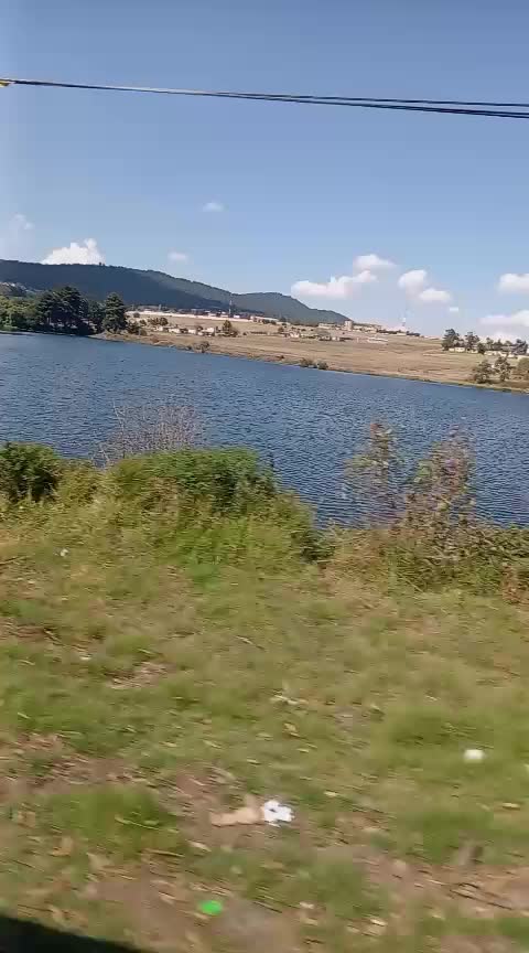 @cachorro 444
