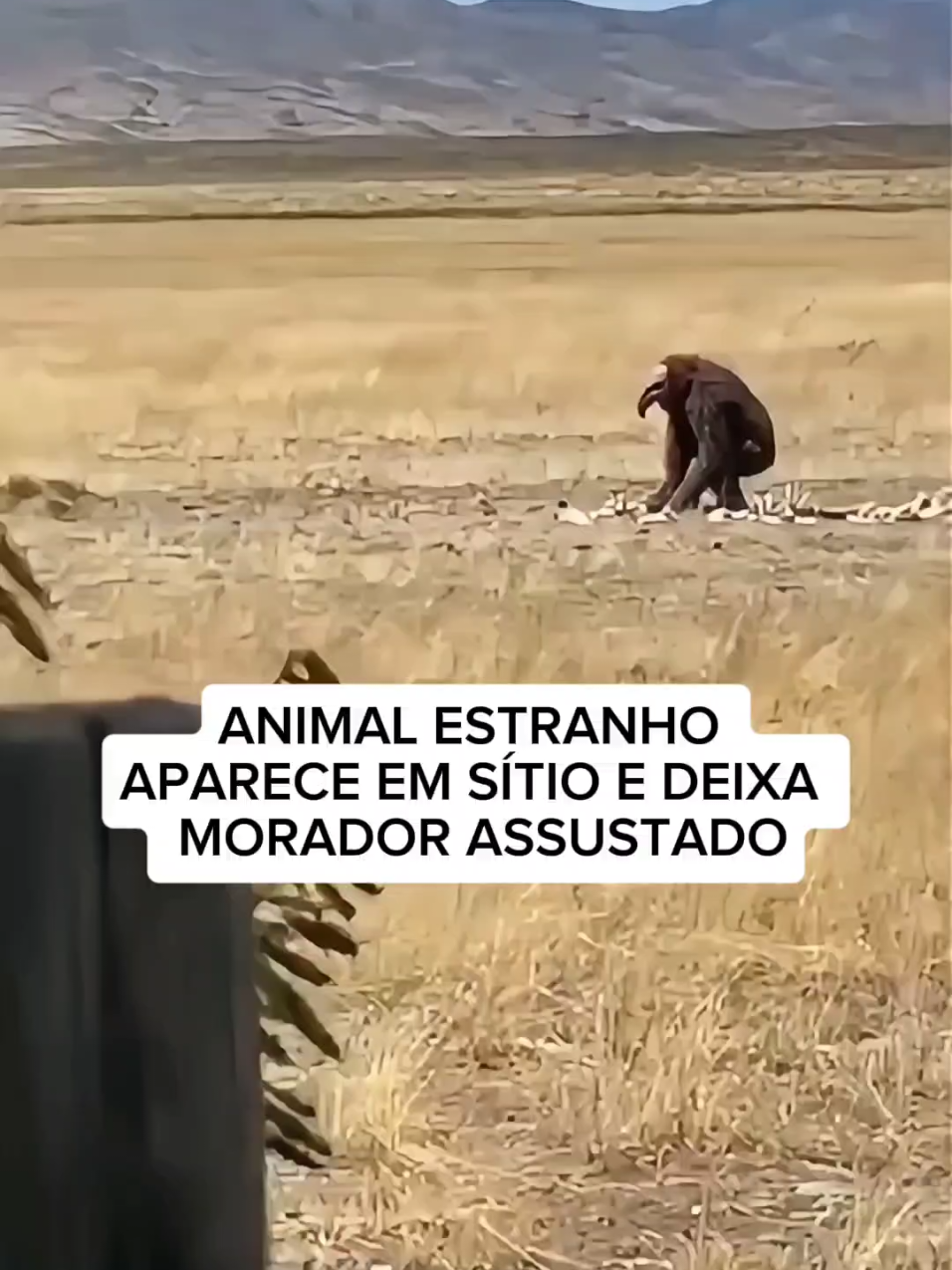 @😱 RELATOS DE LOBISOMEM 😱
