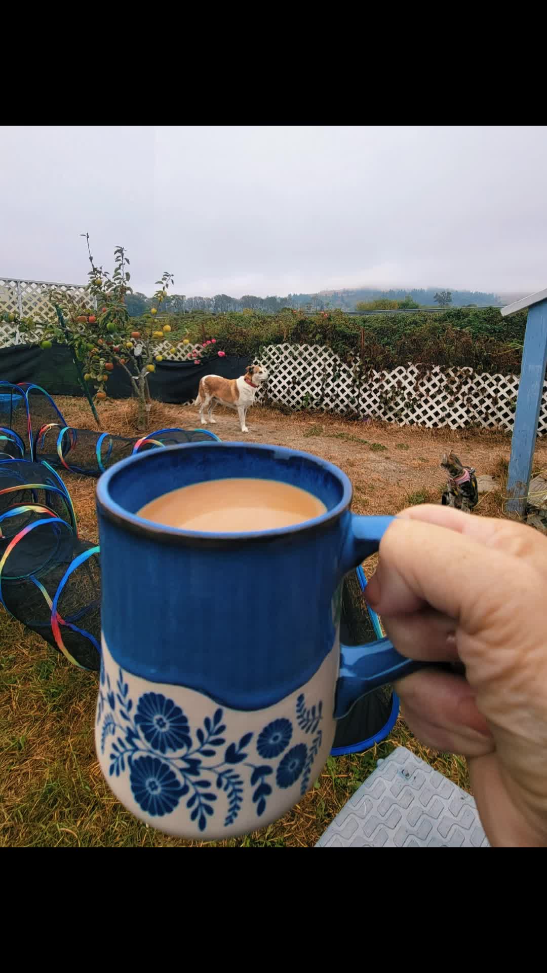 @Wendy 🐶 📚 🎧 ☕️🌲