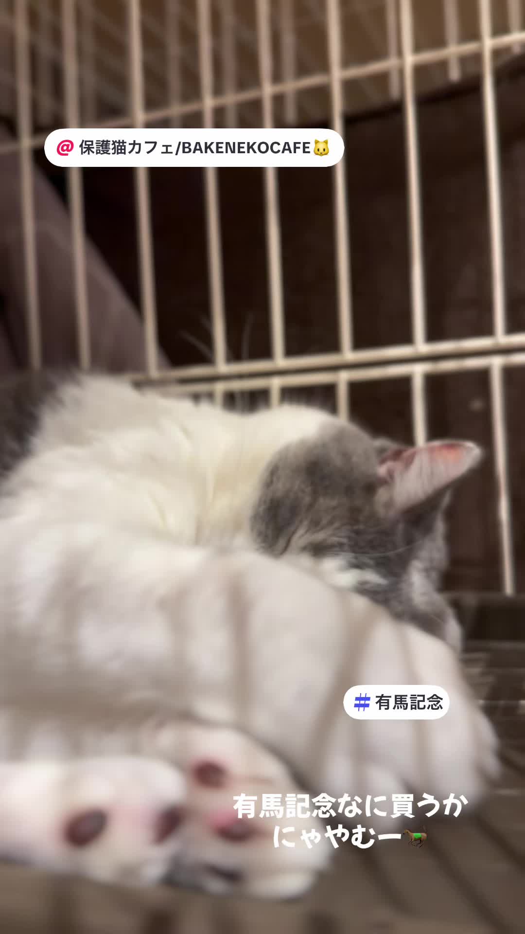 @ラブリーデイ