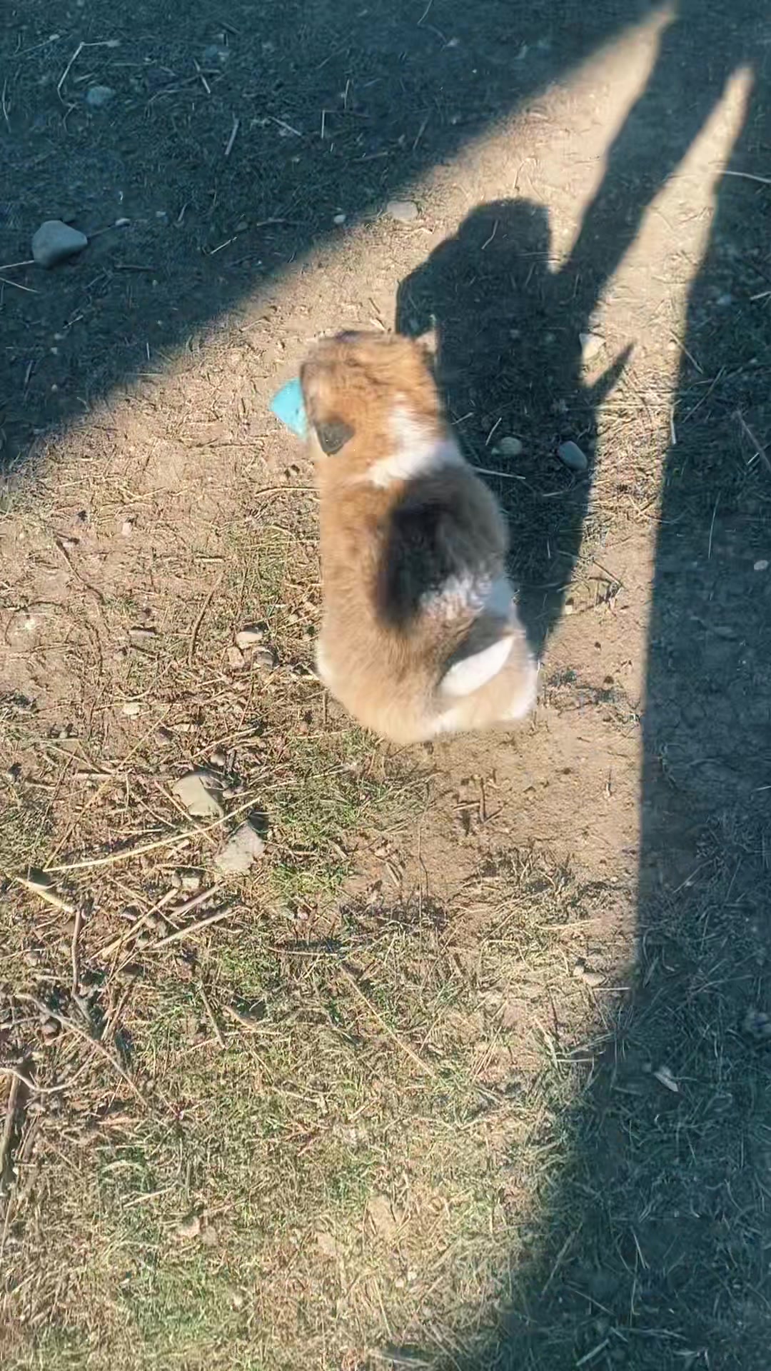 @subhan.farizoglu