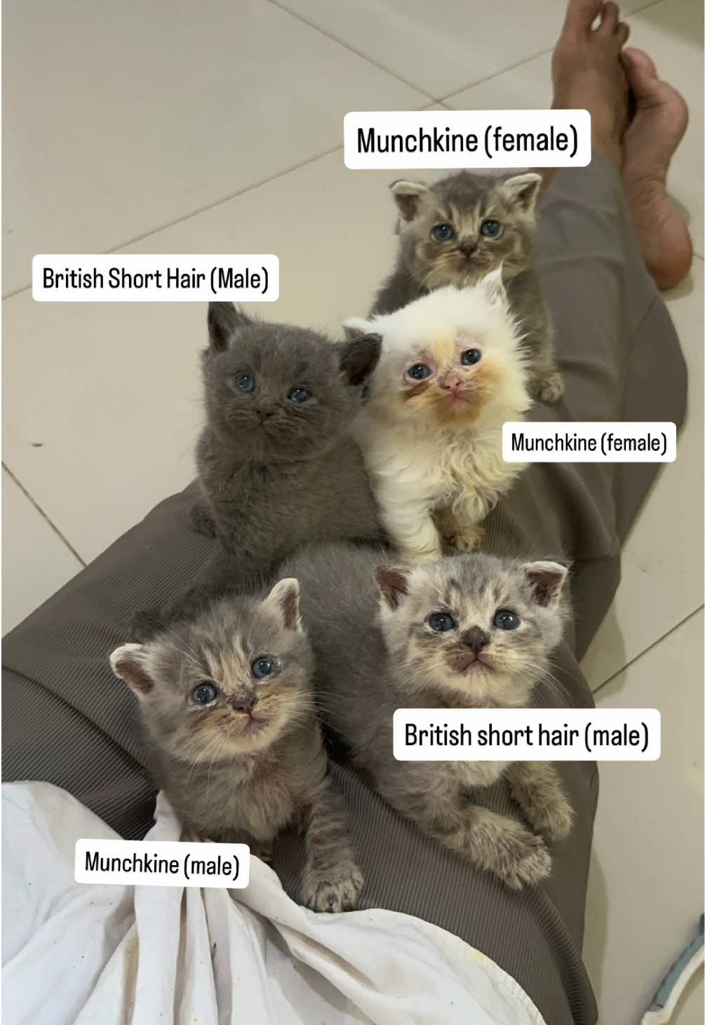 @FaenCattery