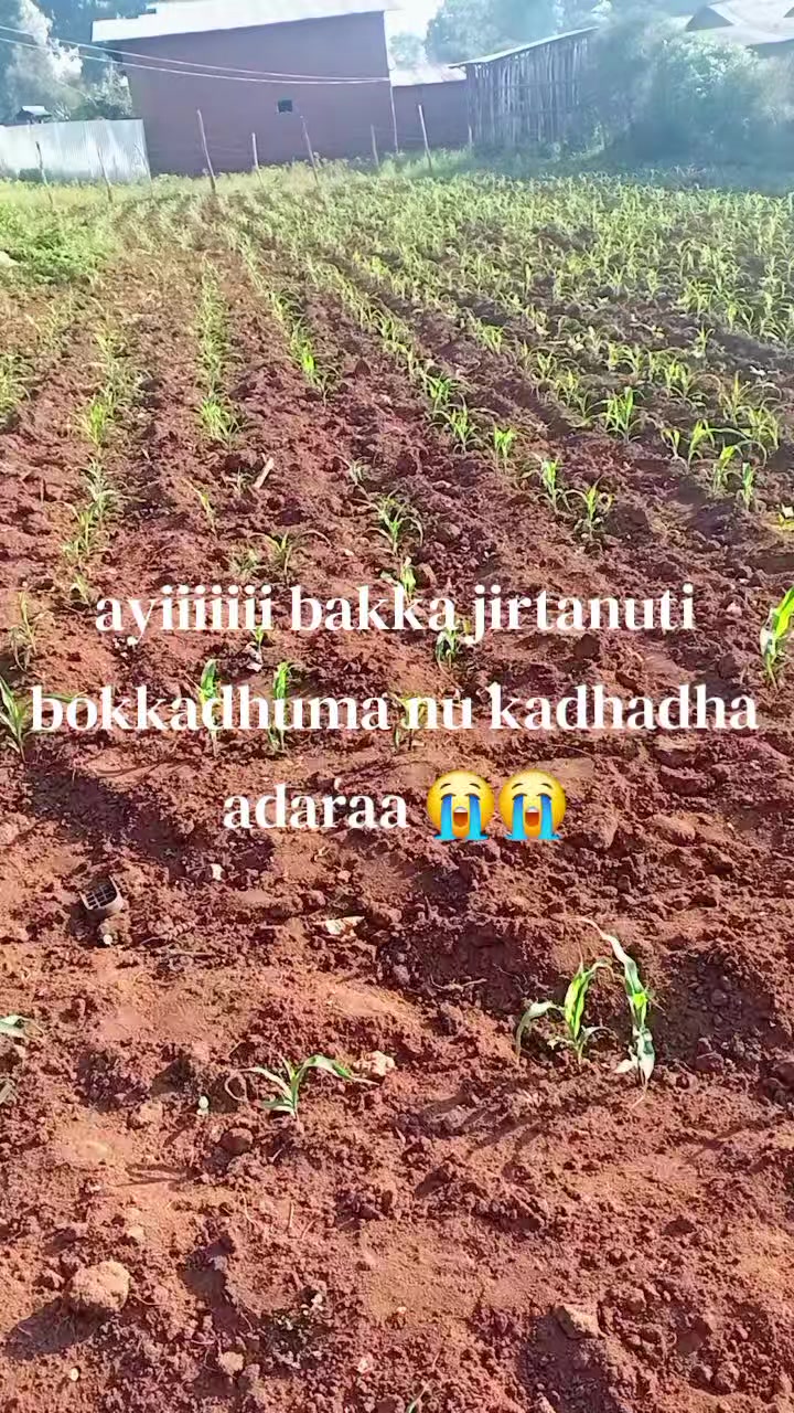 @koketi 🫡🫡 nadda