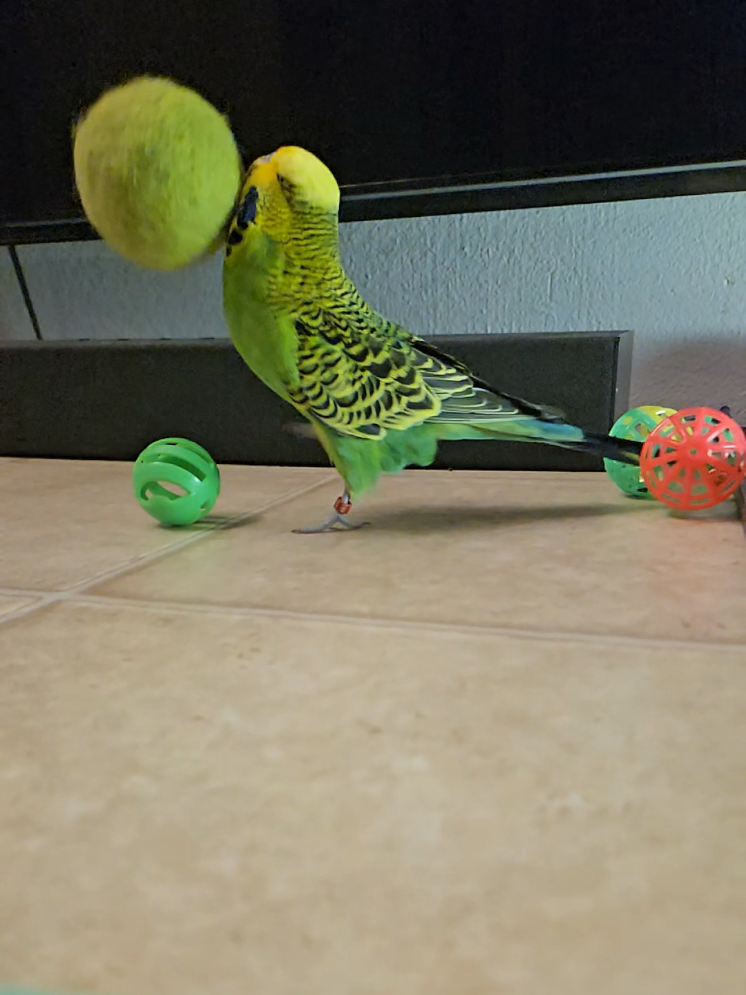 @Run Slow-Mo Charlie🦜