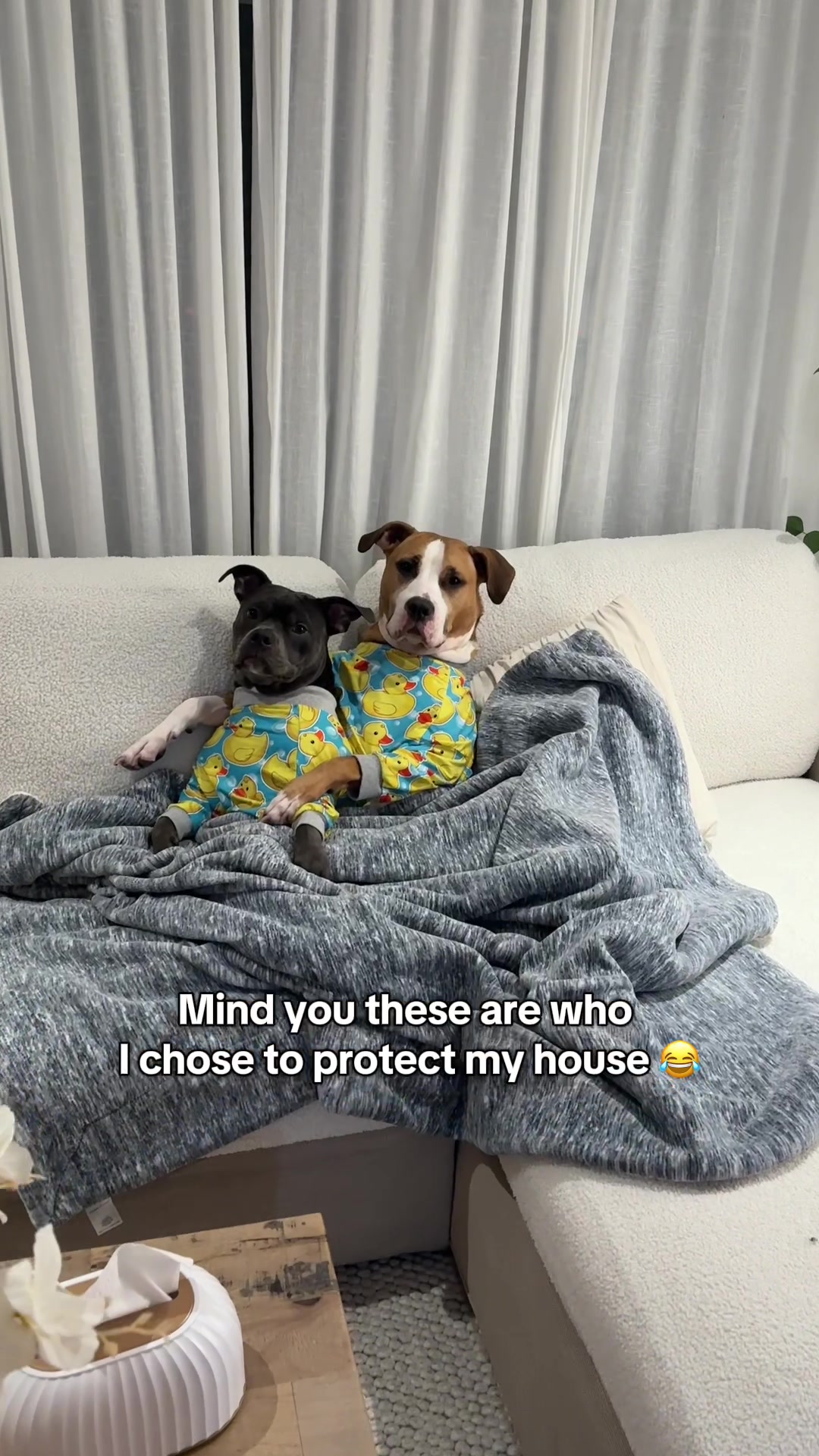 @Luna The Pittie