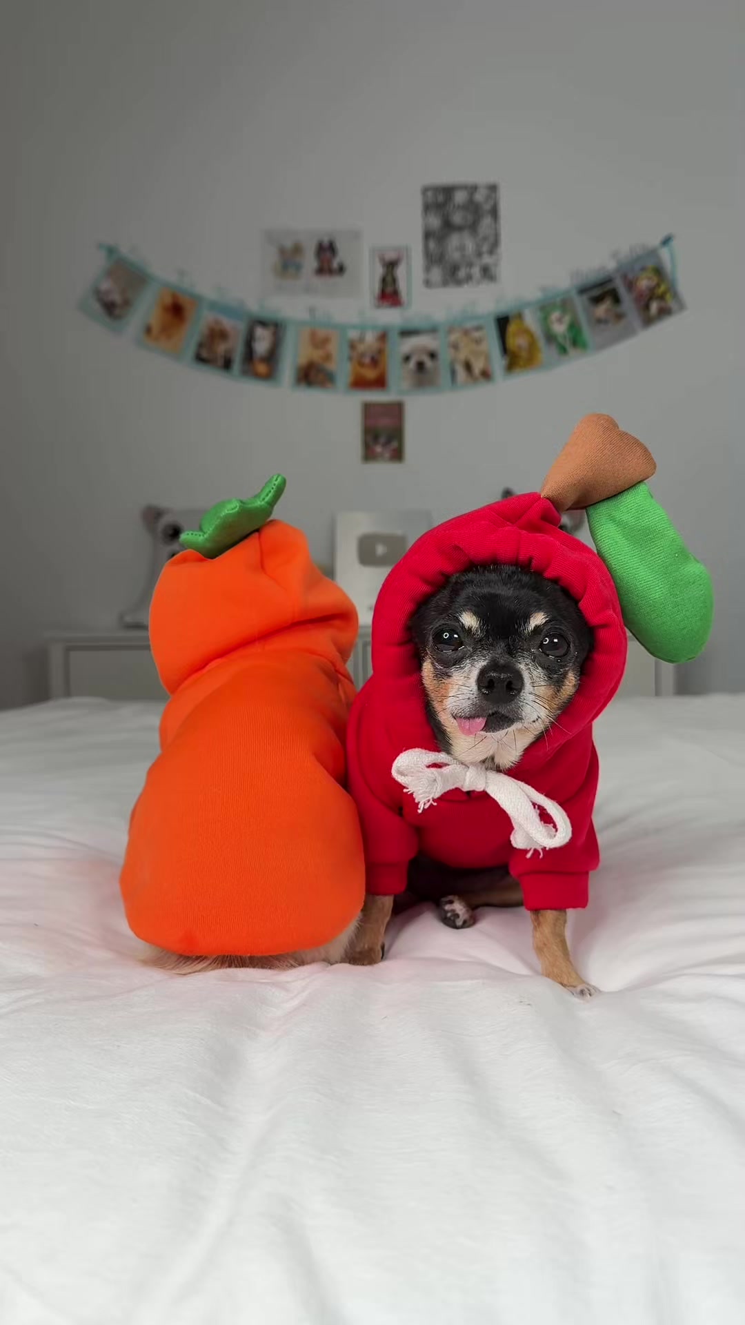 @Tiny Chihuahua Cedric & Maya