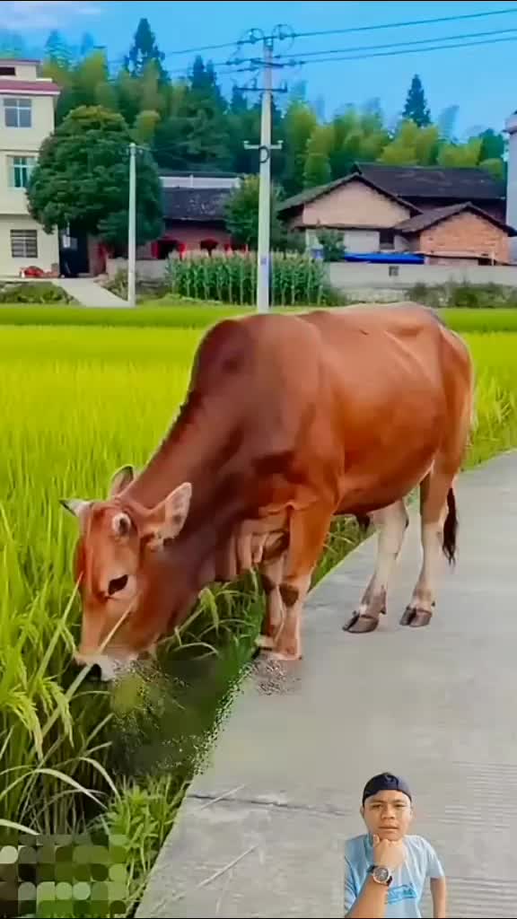 @mohdshamsur76