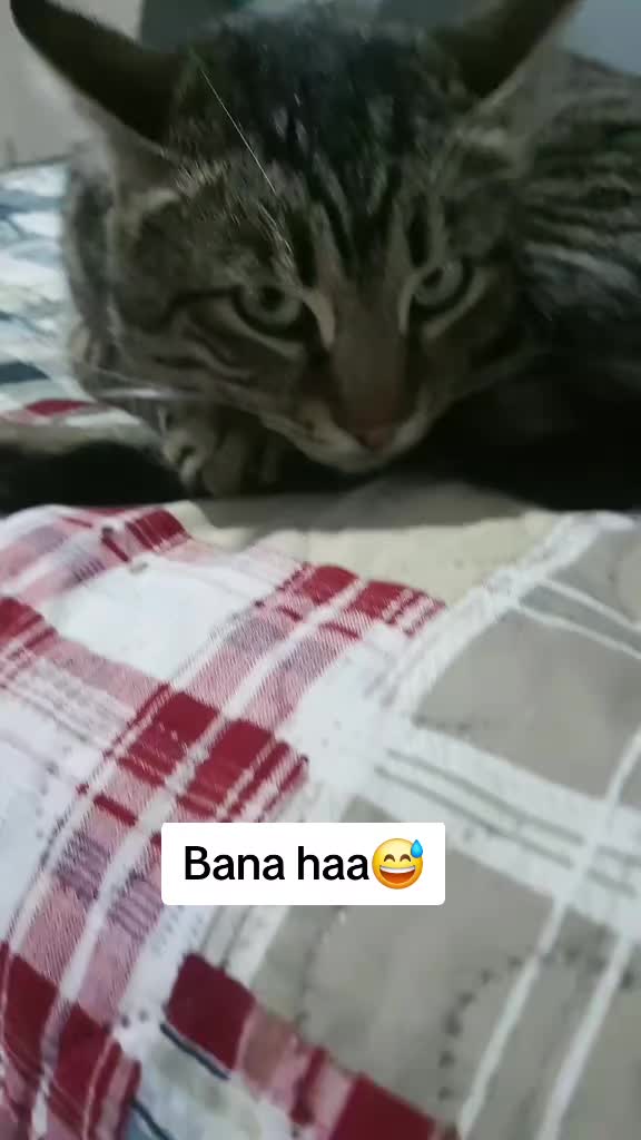 @kuzey