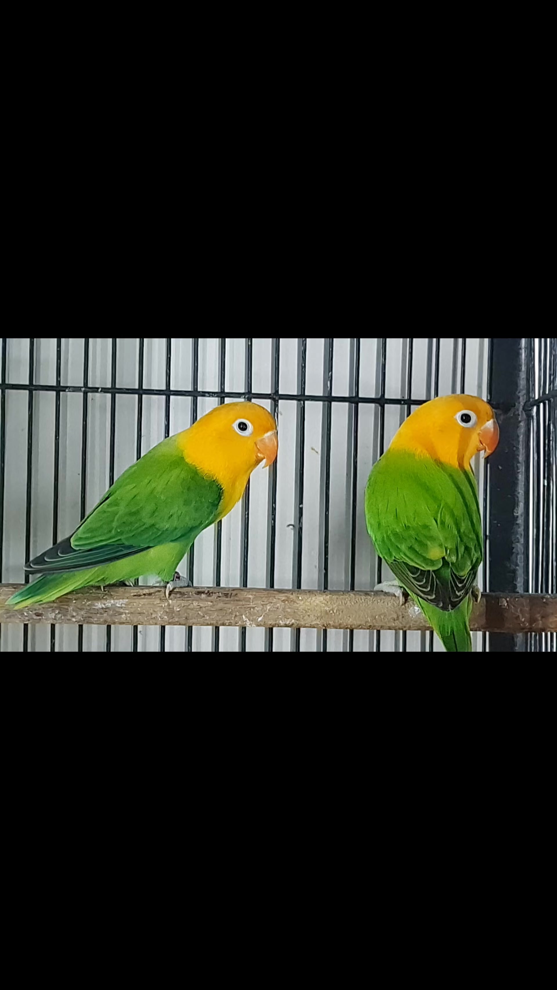 @ROYAL BIRD US