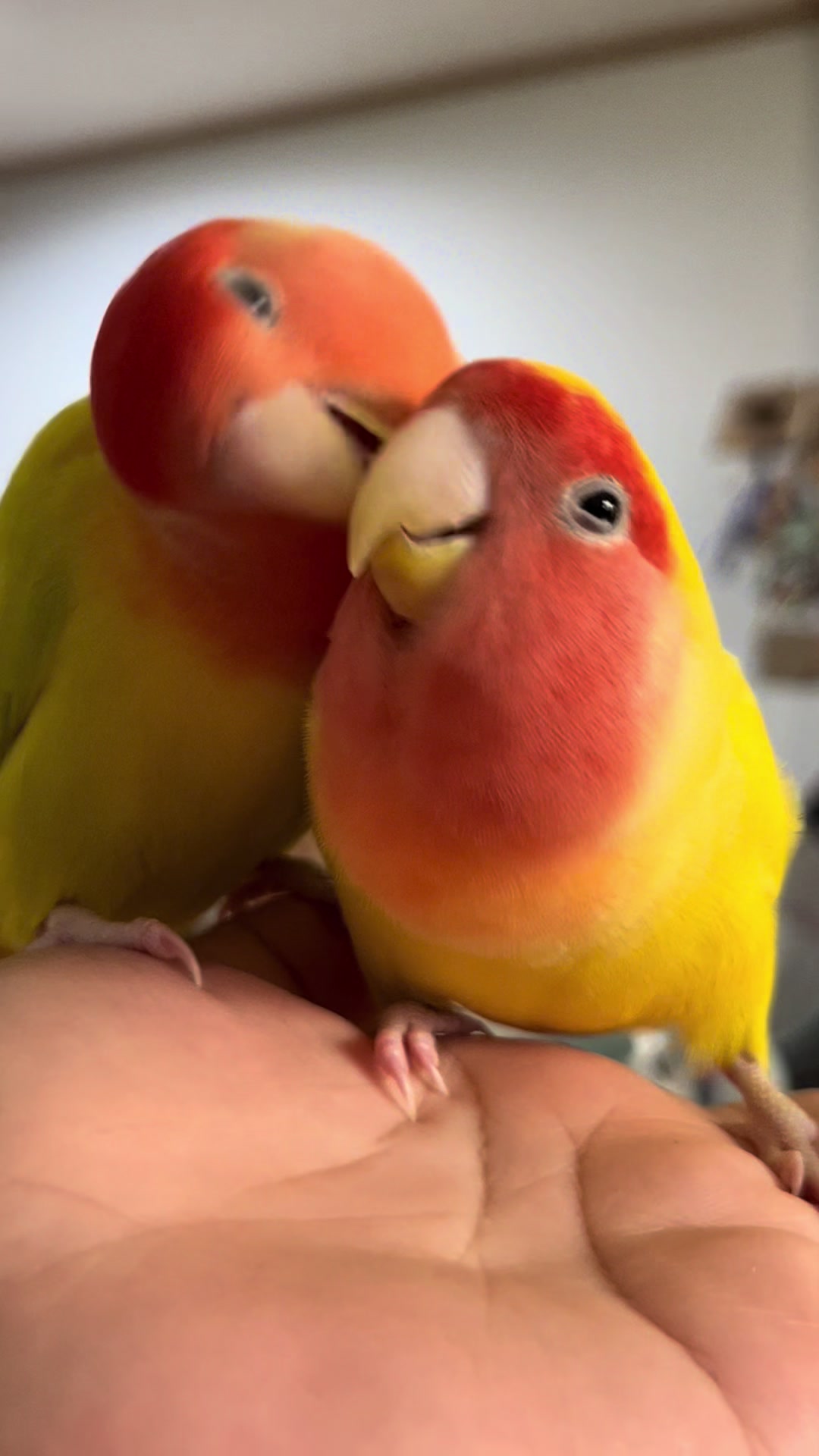 @crisaandbirds