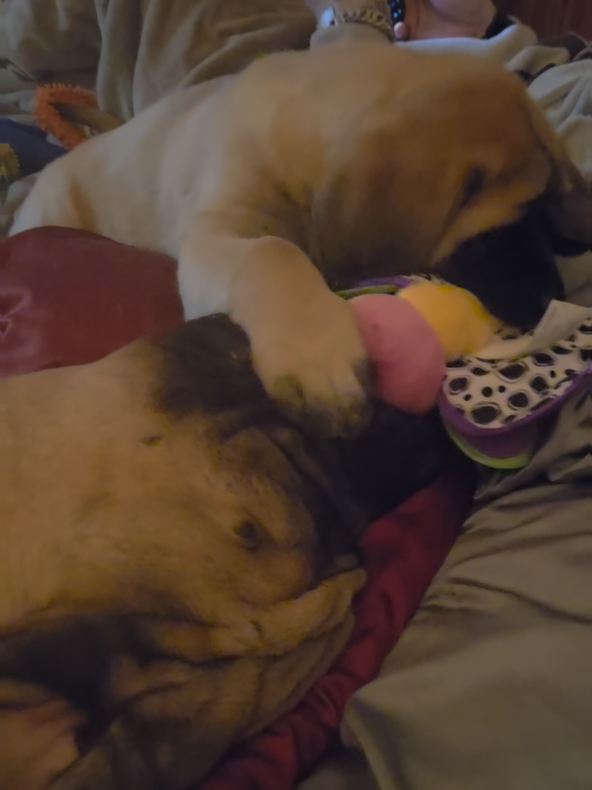 @Maple Mastiffs