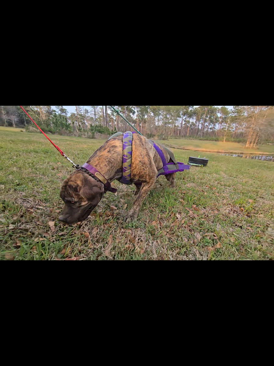 @RedCreekKennels
