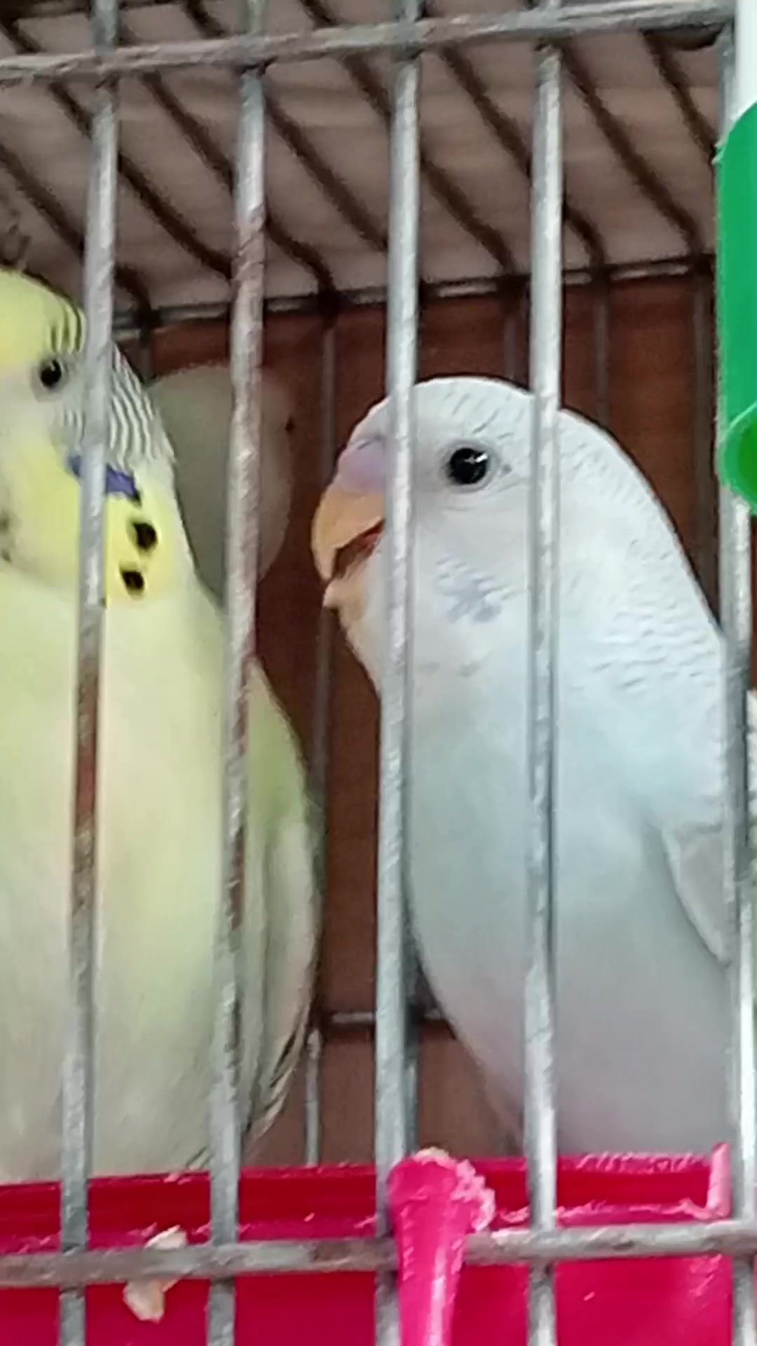 @AviarioRey45🇲🇽
