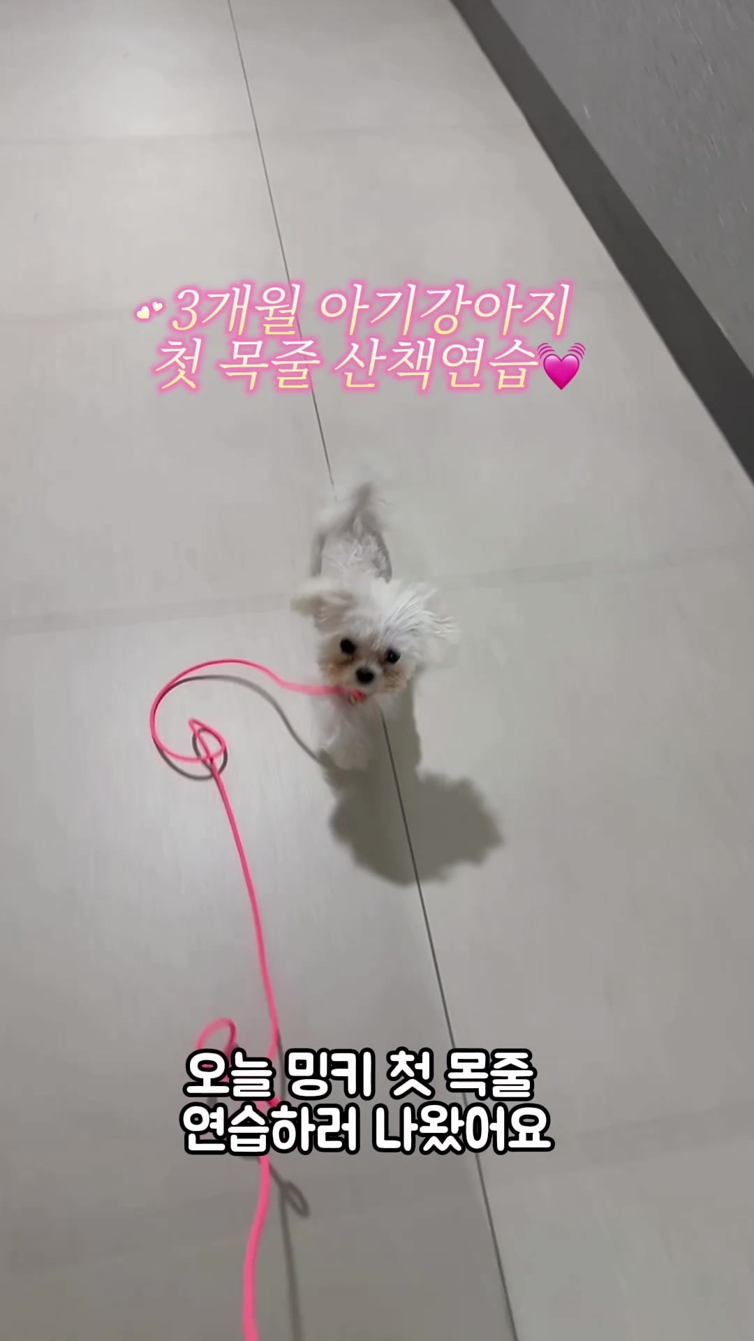 @jeju_kiki