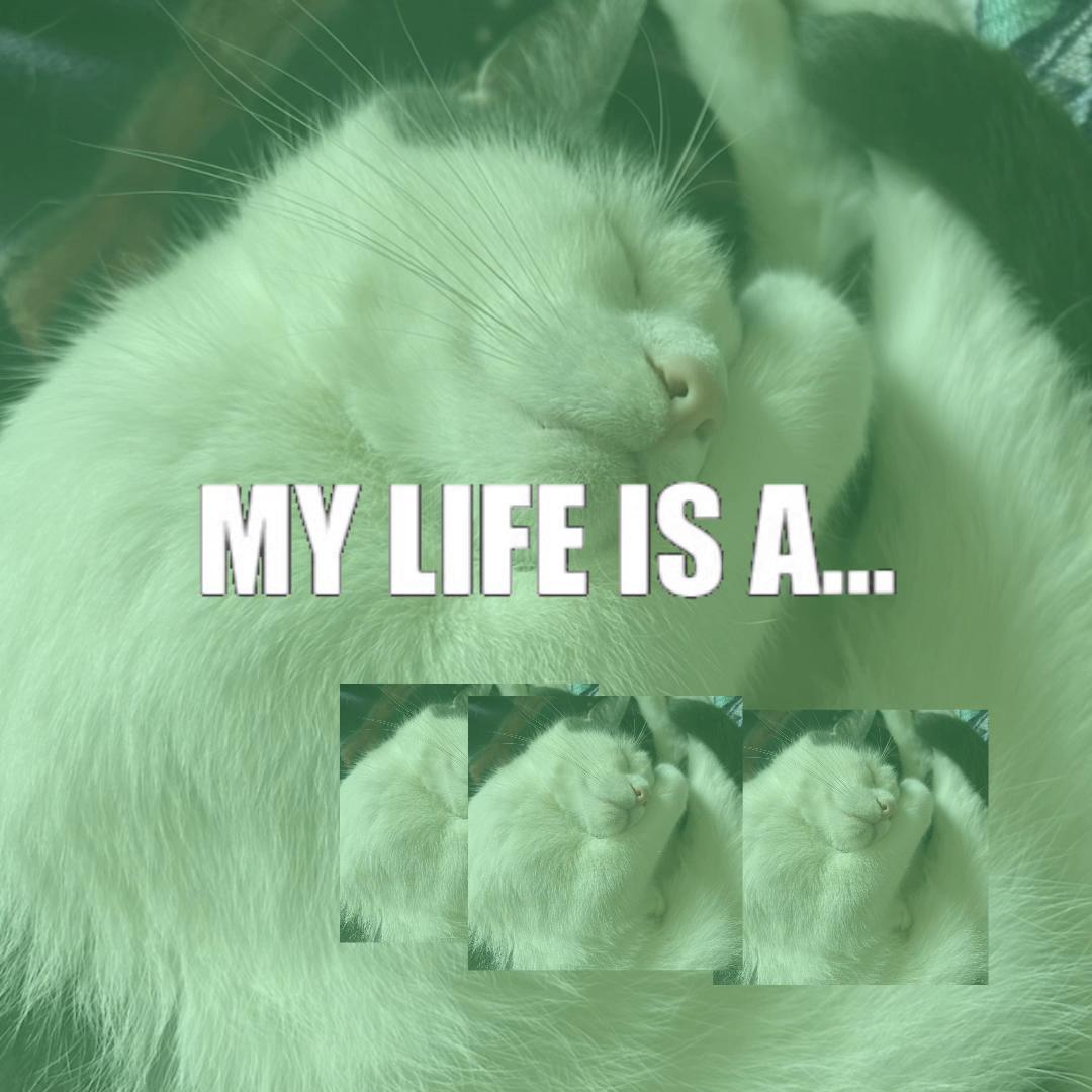 @feldsm