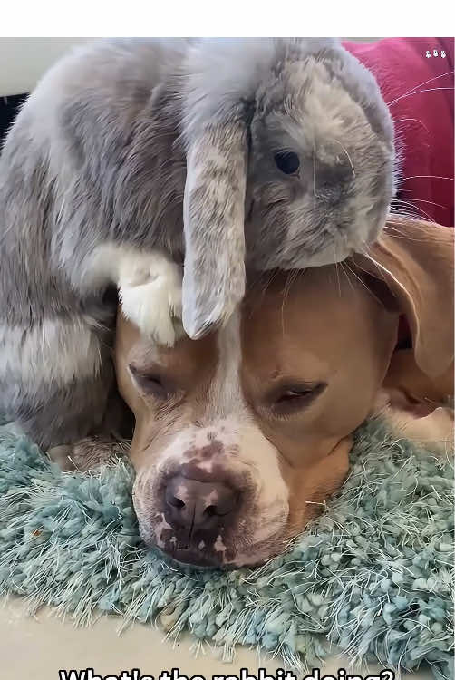 @funnyanimalvideo99