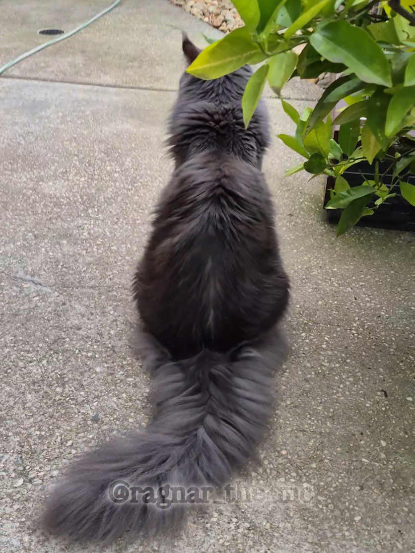 @Ragnar the Maine Coon 🐈