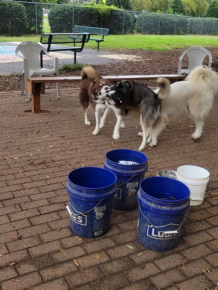 @the Hussey Husky