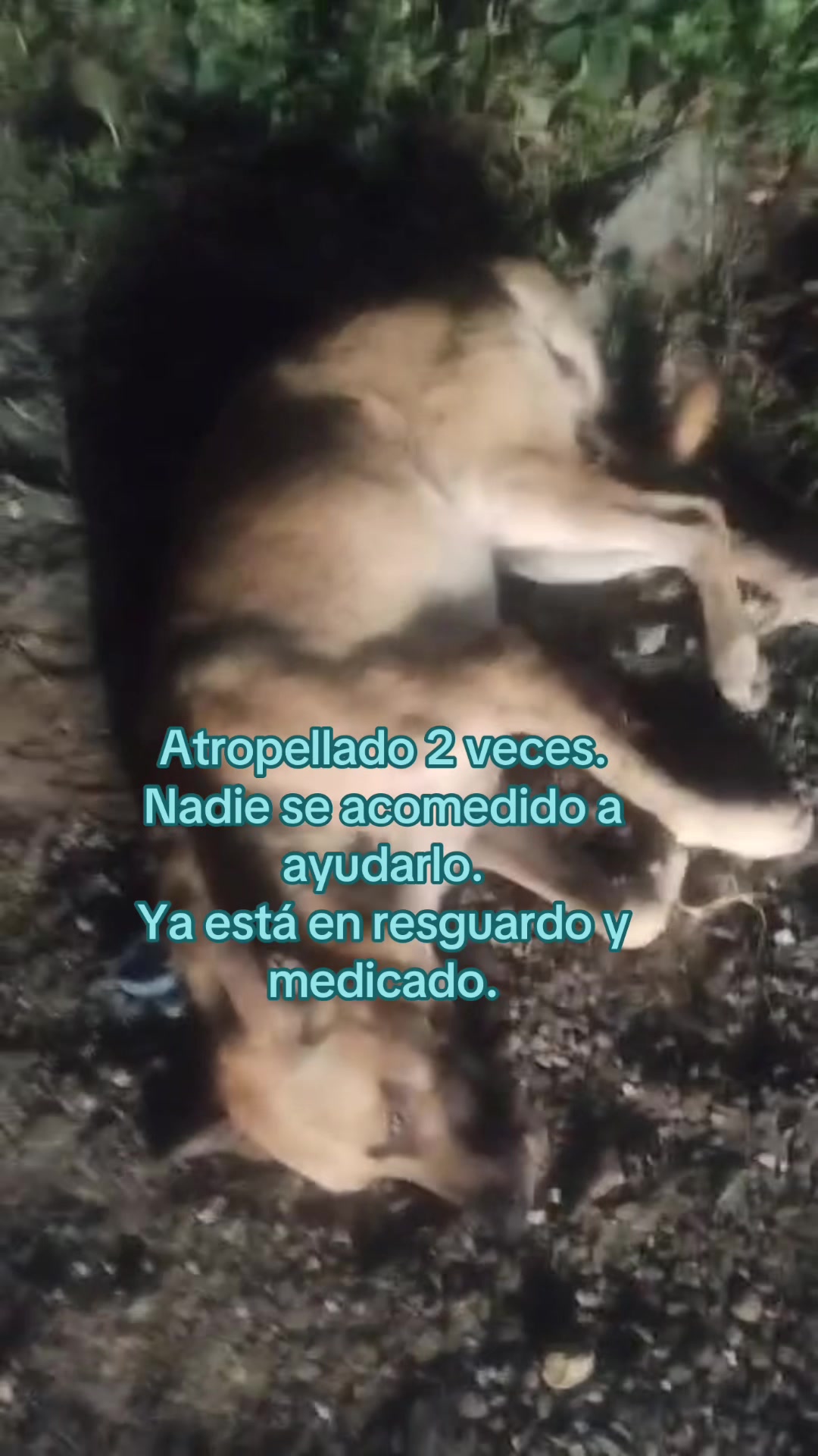 @Rescatando a los Peludos