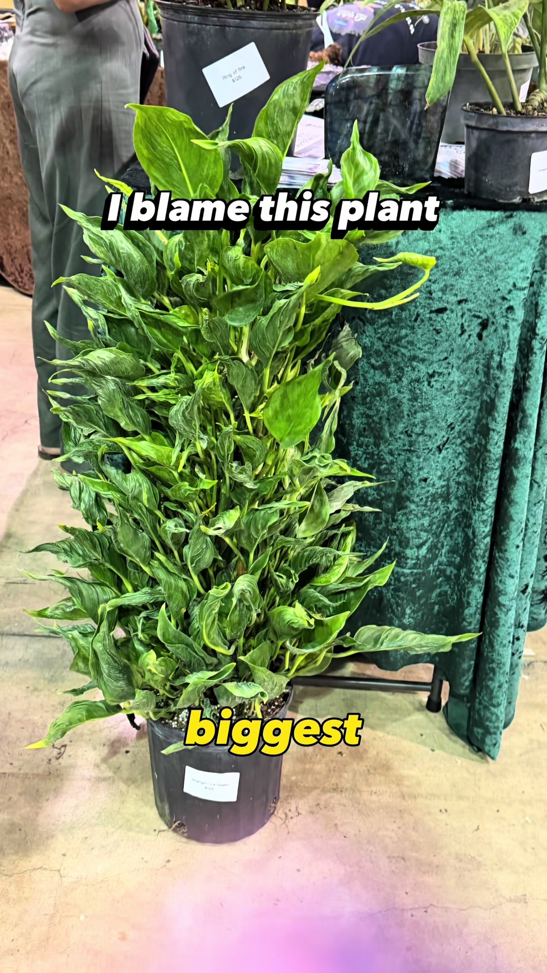 @Pothosiblyaboutplants