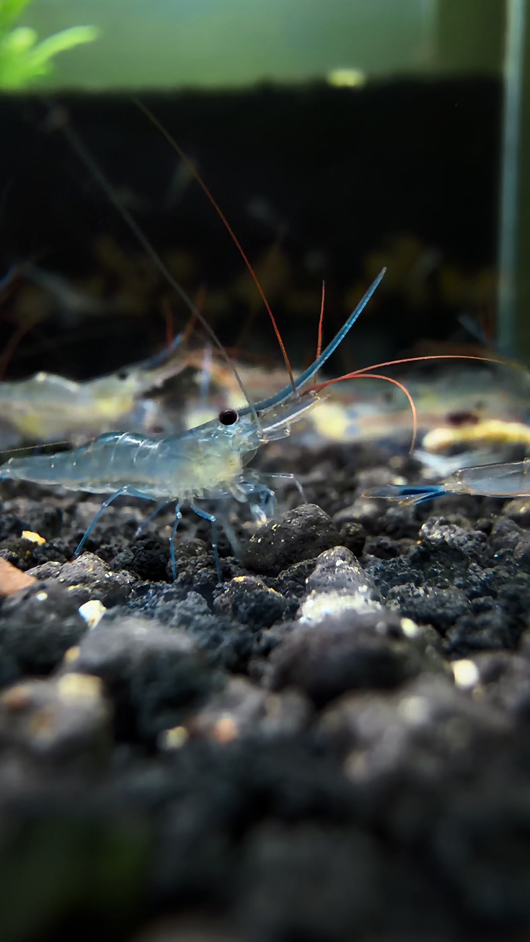 @Once Upon A Shrimp