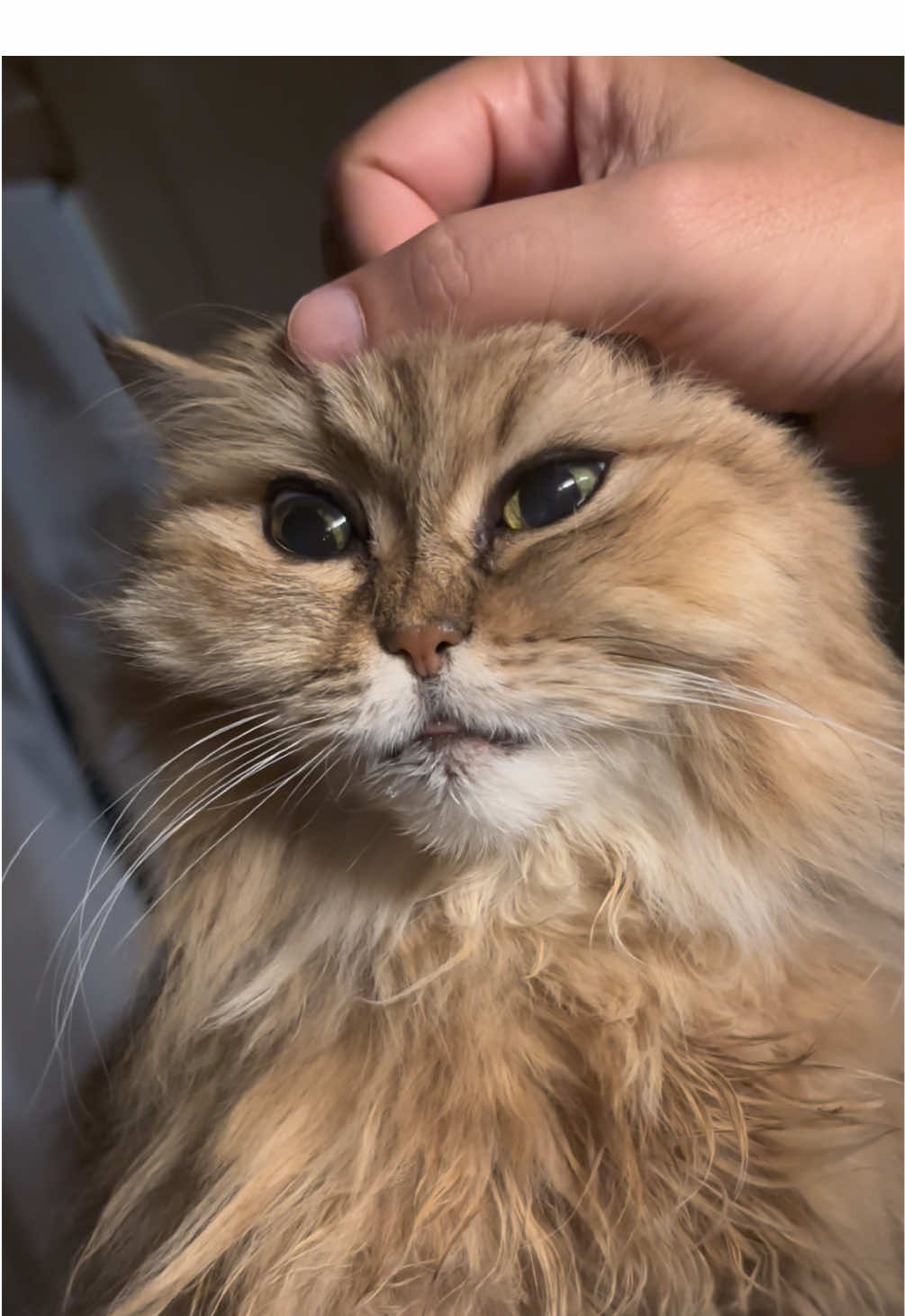 @🦷 Beboo the cat