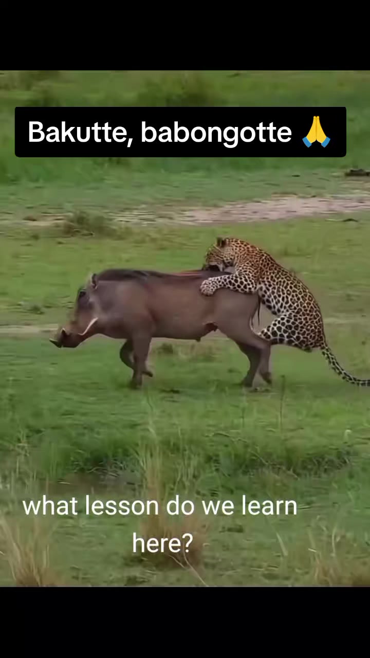 @JimJamKing🇫🇷🇺🇬