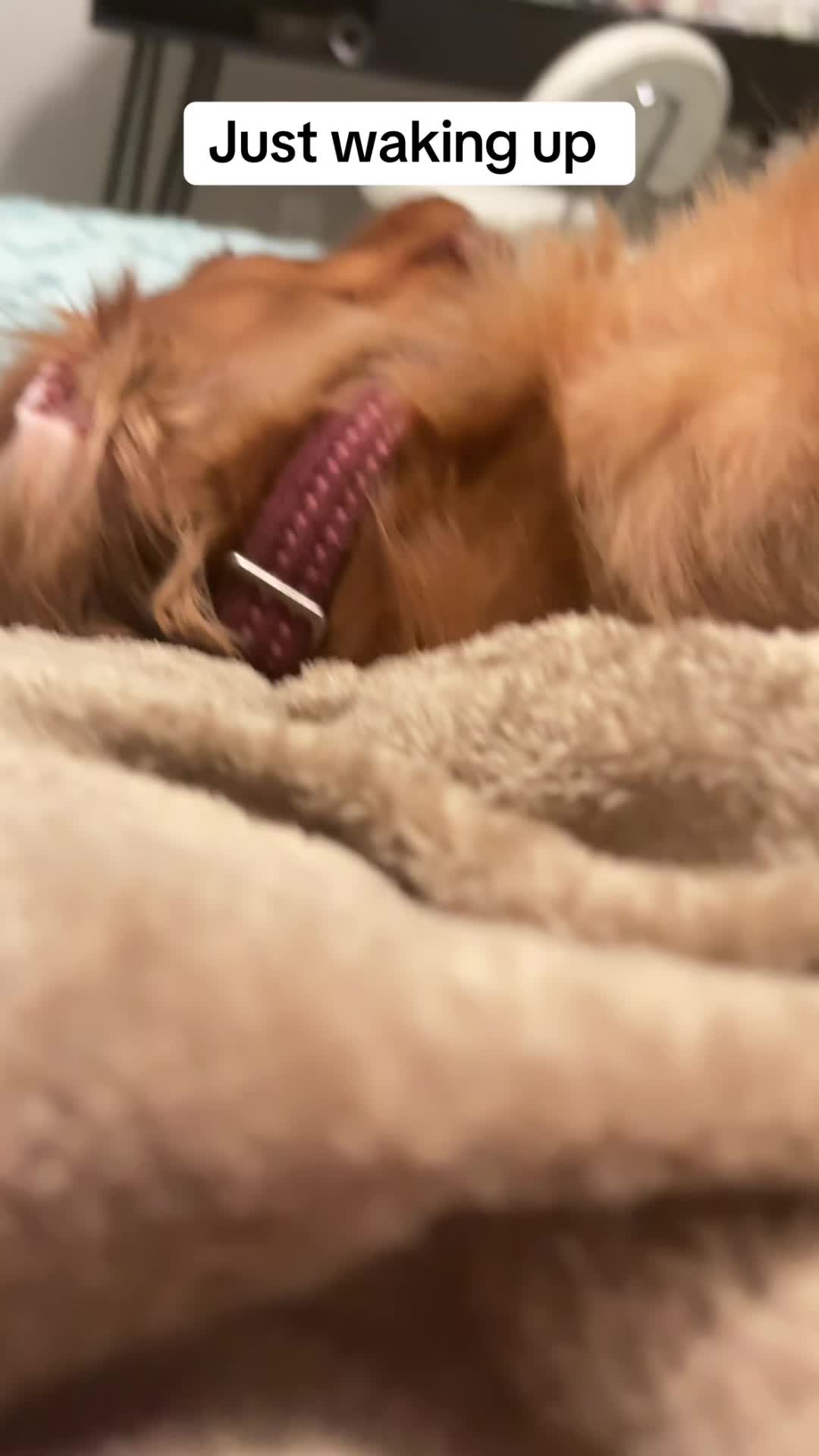 @Penny Pawkit
