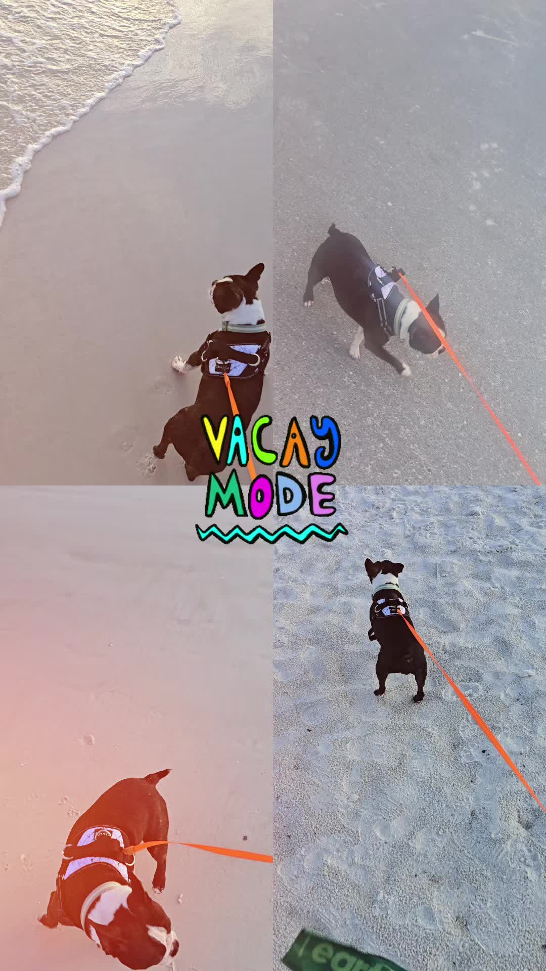 @Sir Leo the Terrier