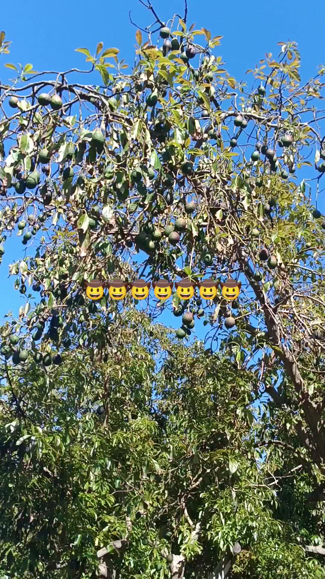 @los puntocios 🥑🍋🍊🤙🤙