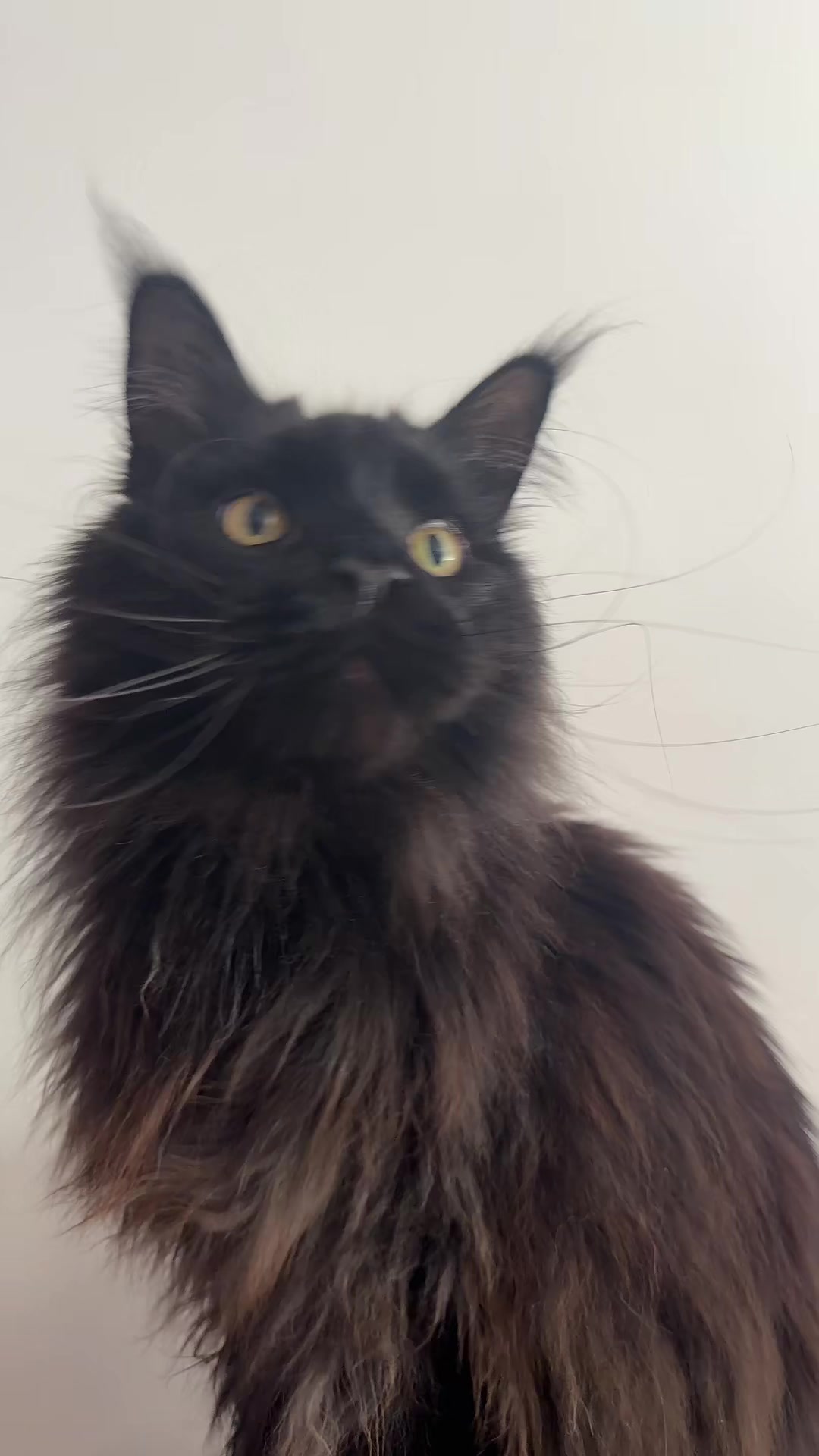 @PARAKENTOS*UA Maine coon