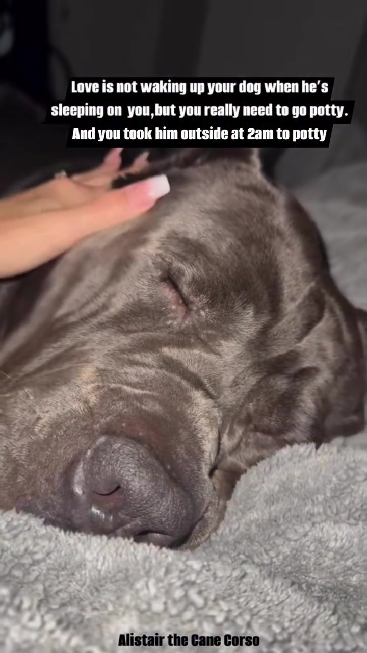 @Alistair the Cane Corso