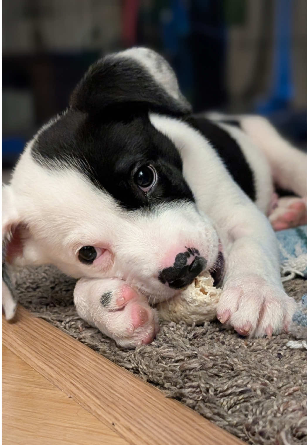 @sftsanimalrescue