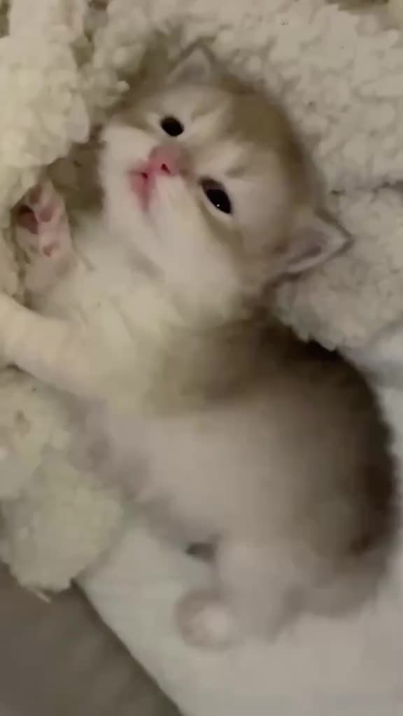 @catbosssss