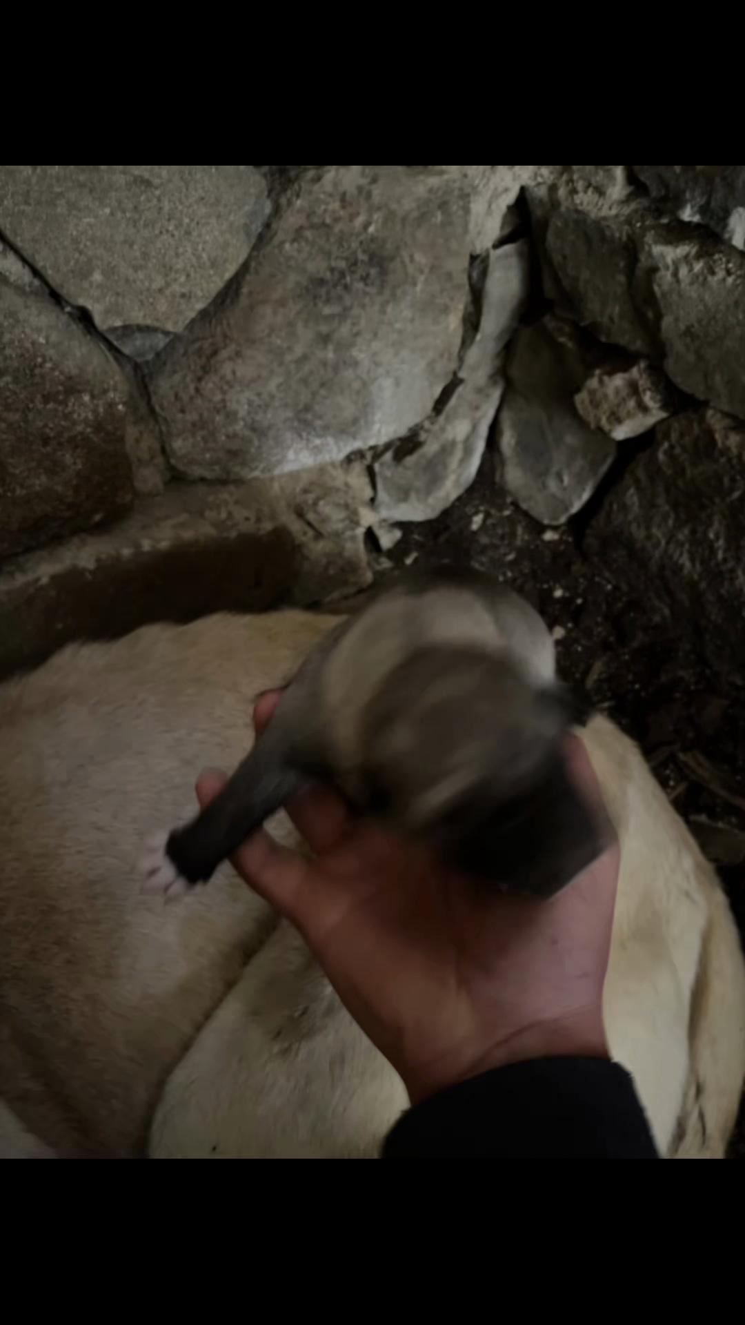 @karagozkoyunculuk2852