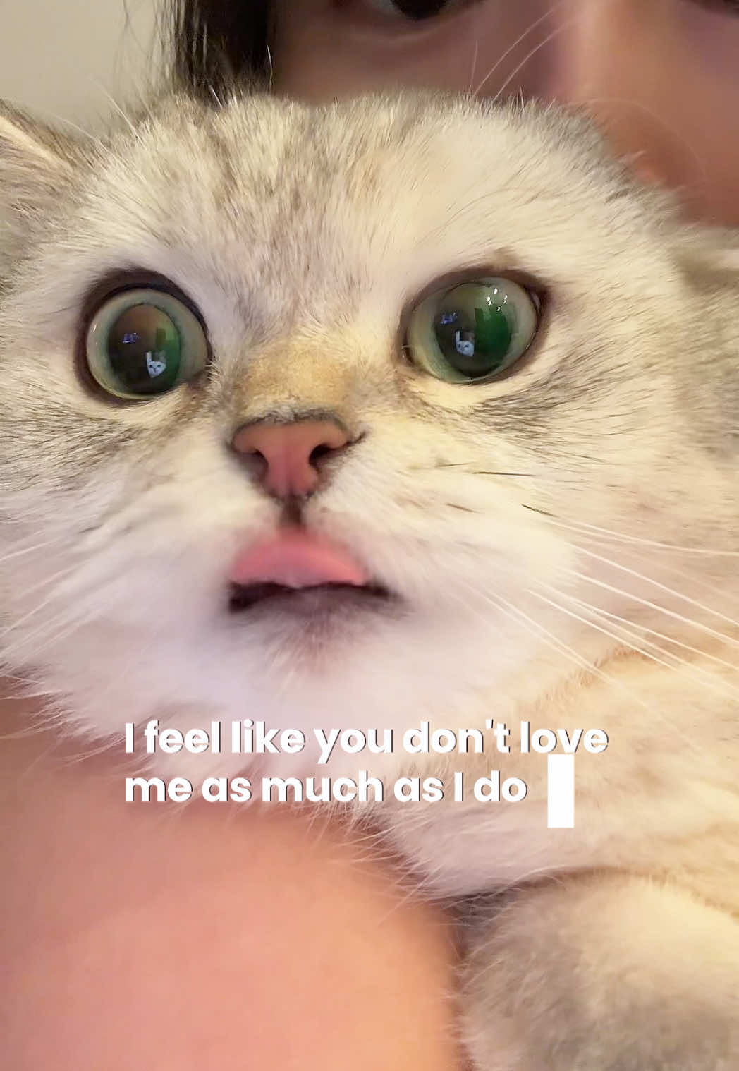@Ollie the Cat