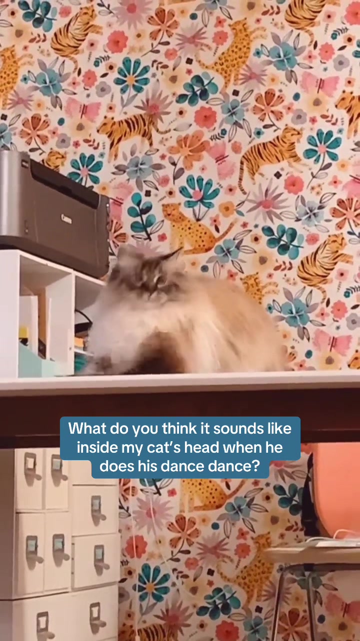 @My Cat Is People 🇨🇦