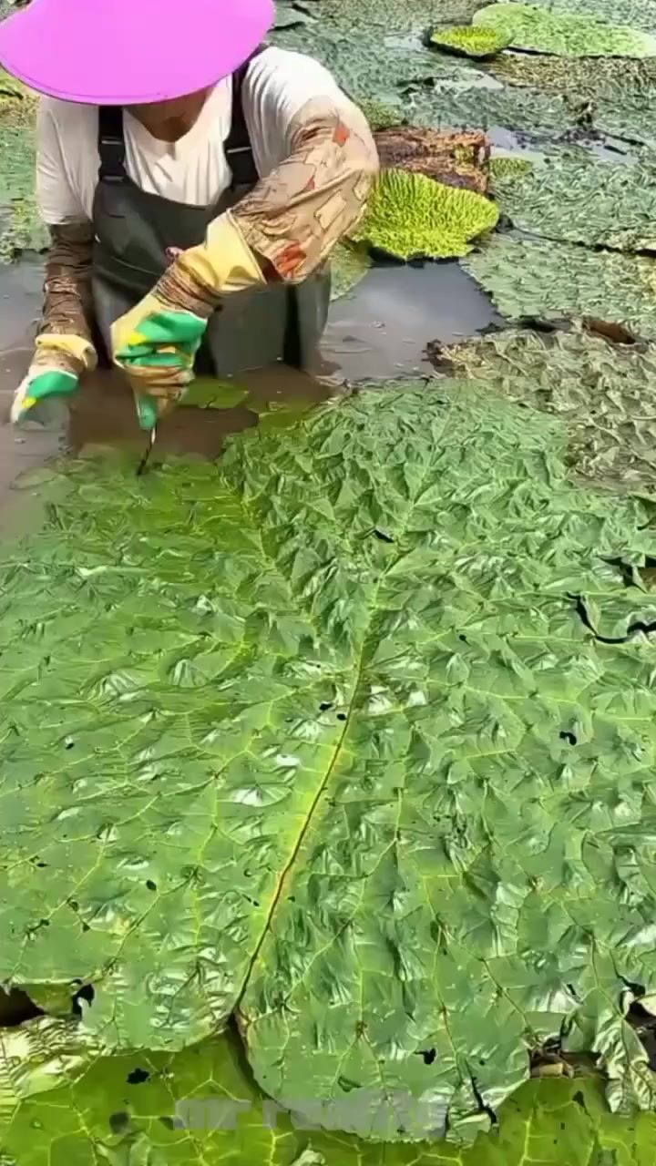 @ᴍɪɴᴅsᴇᴛ|ᵏⁱⁿᵍ