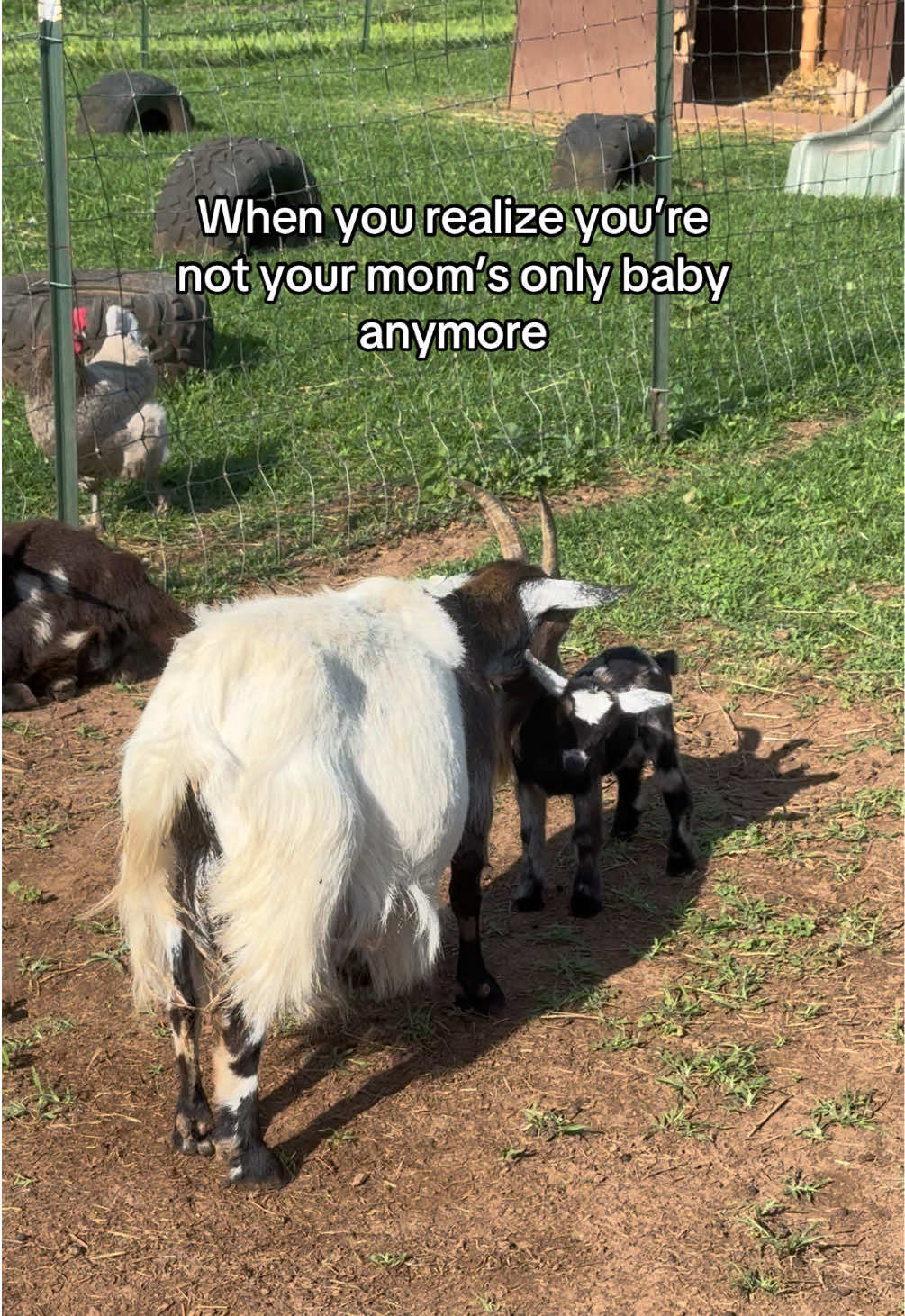 @Momma Tay🐐🐓👩🏼&zwj;🌾💕