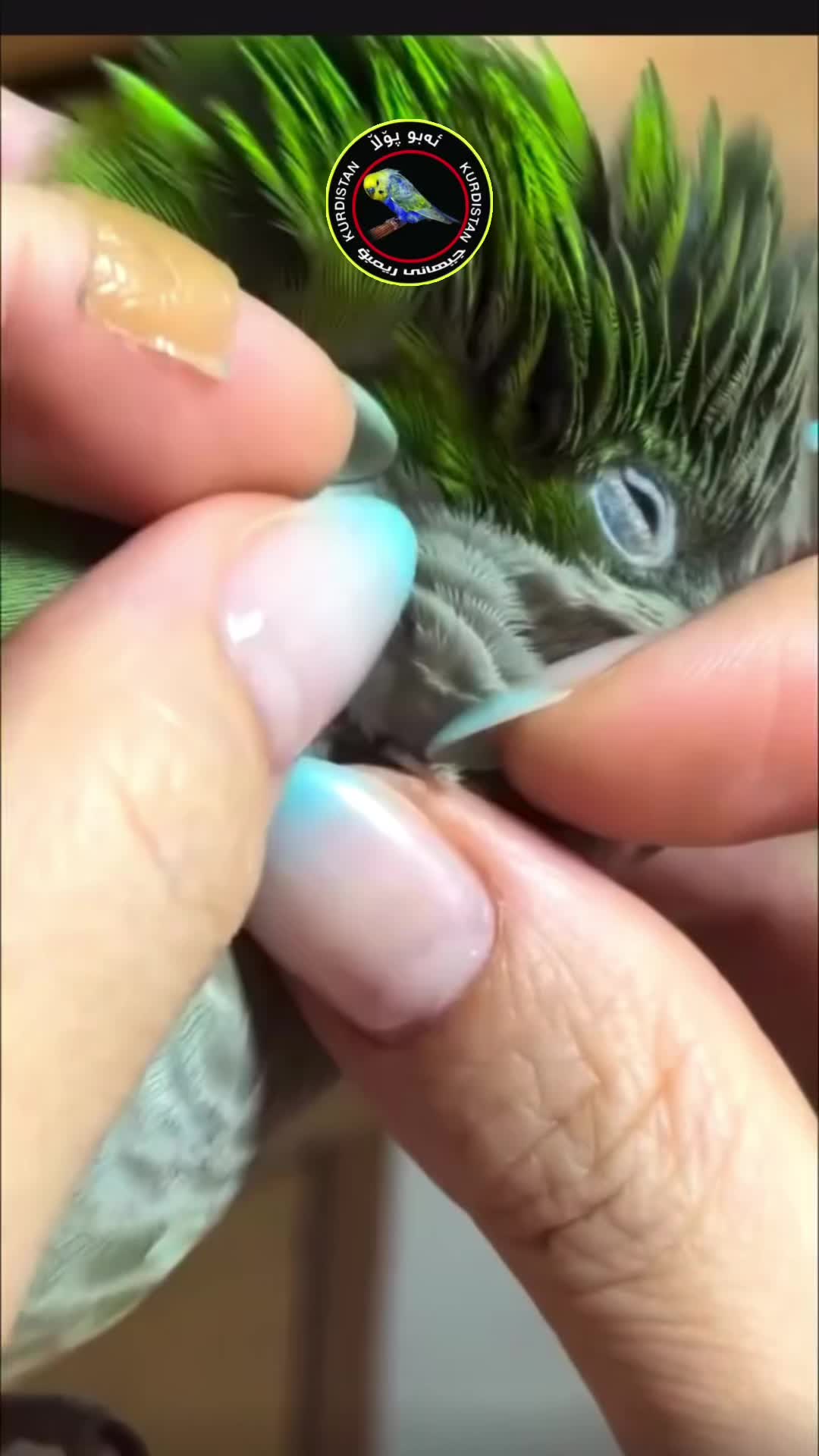 @أبو پؤلا