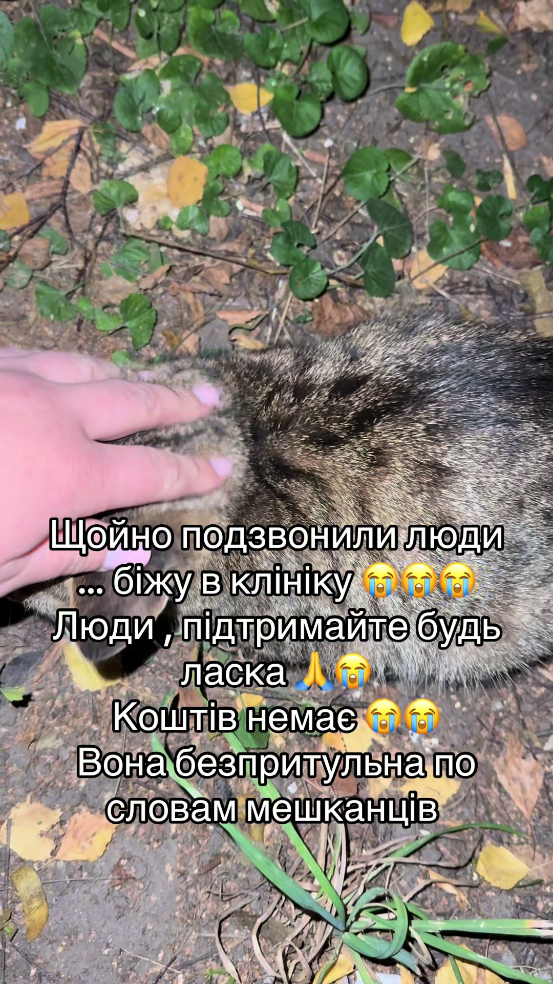 @tanya.help.animal