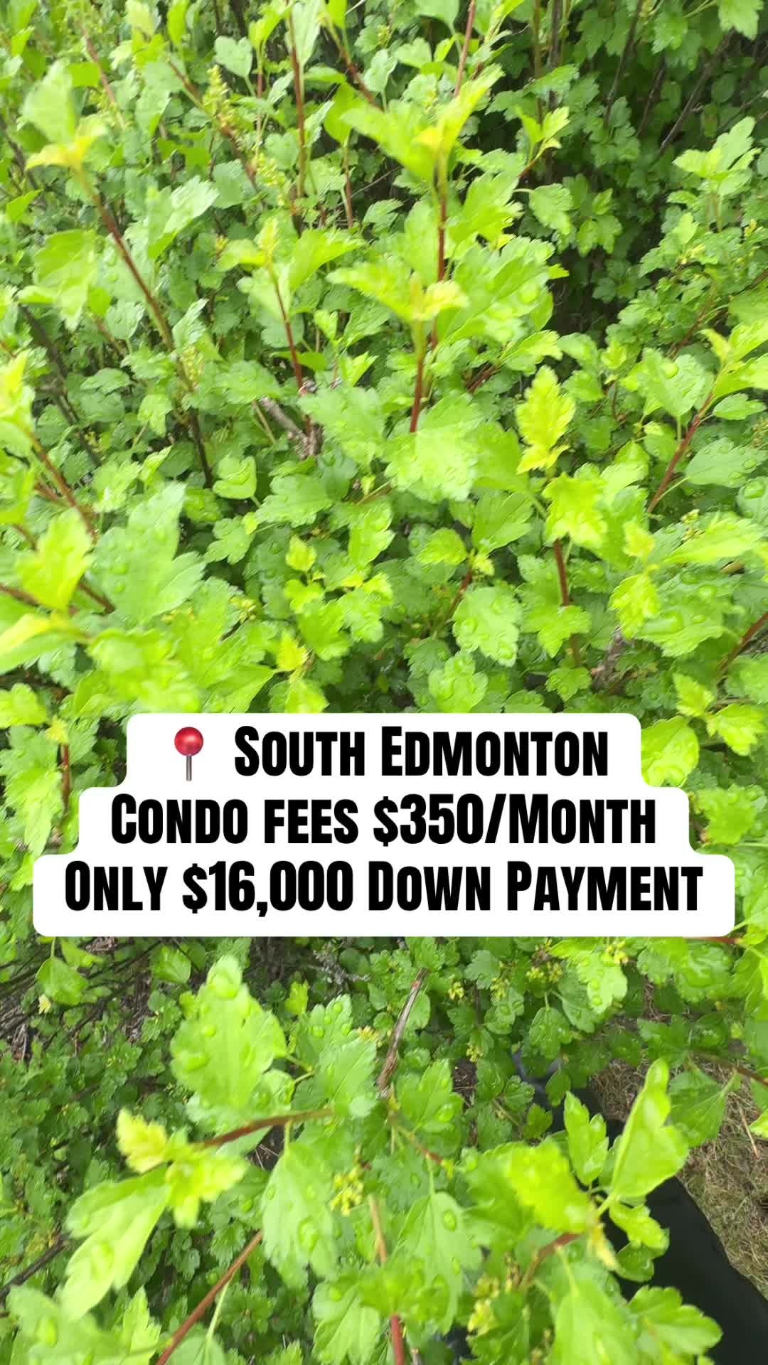 @Marshal Muhammad |YEG REALTOR®