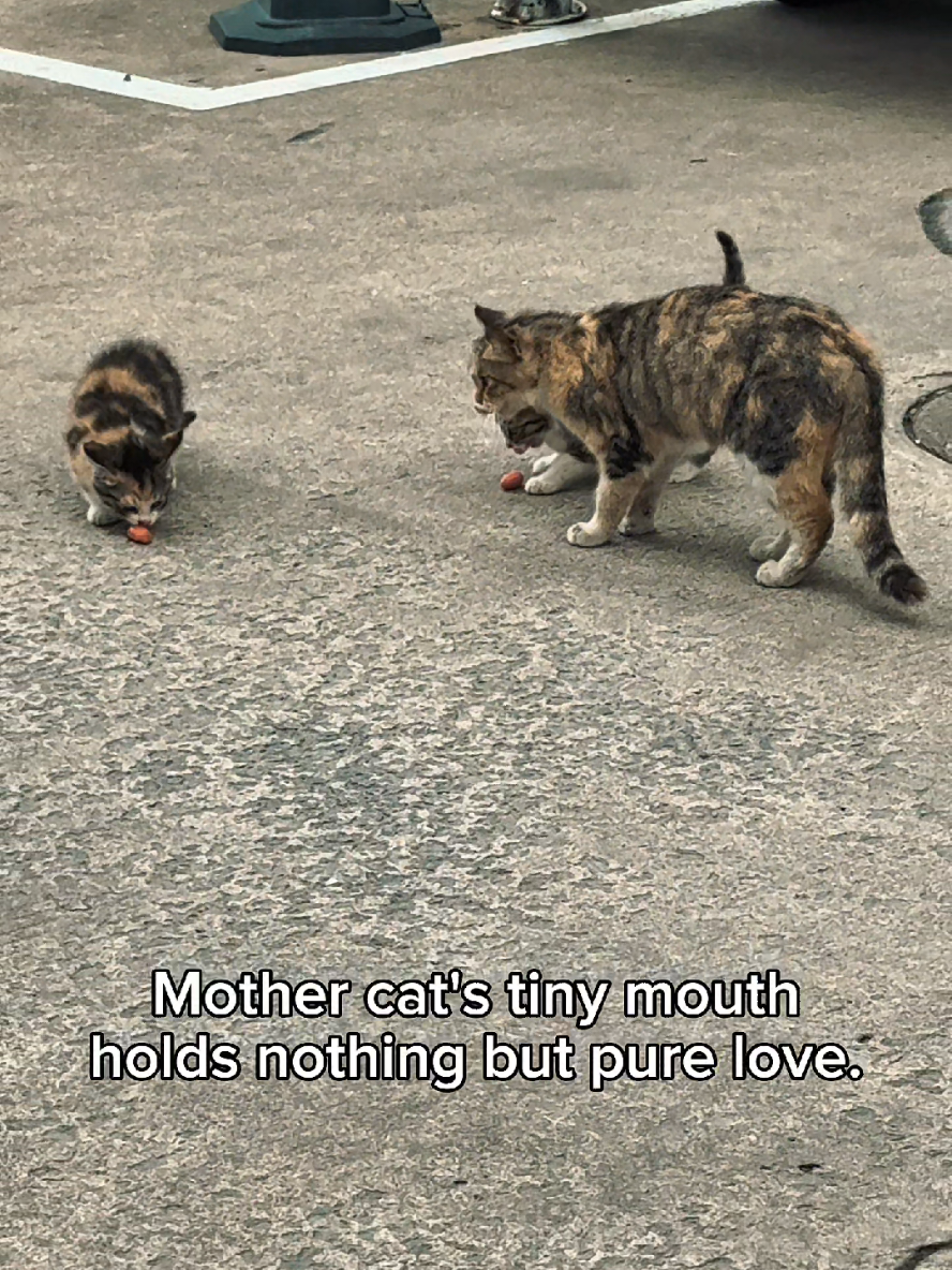@Cat Lovers Club