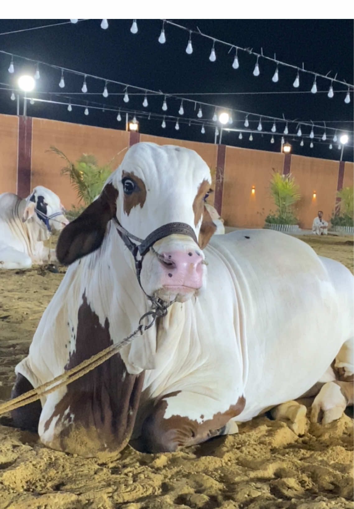 @cow lover😍