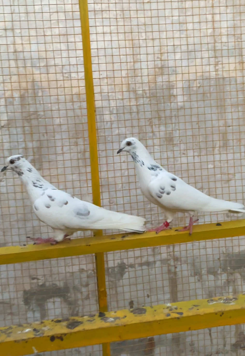 @sahibzada_zeshan_pigeons