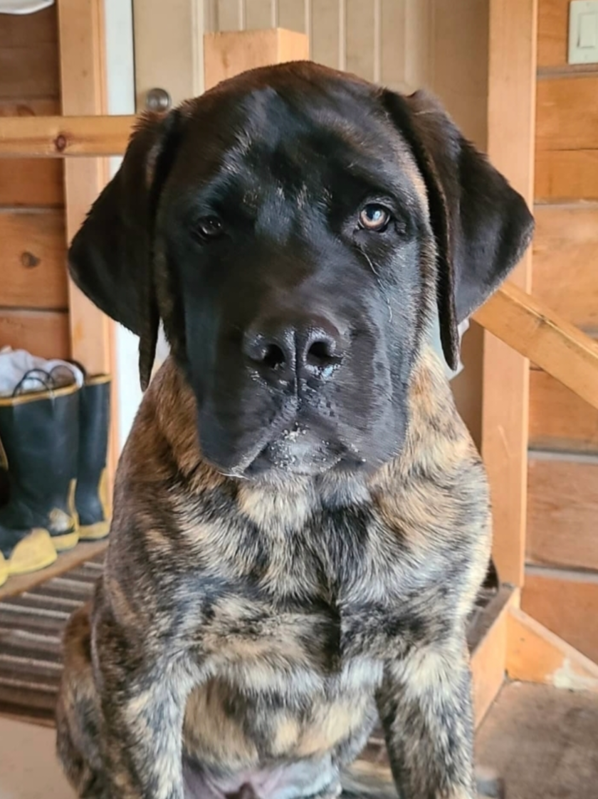 @Maple Mastiffs