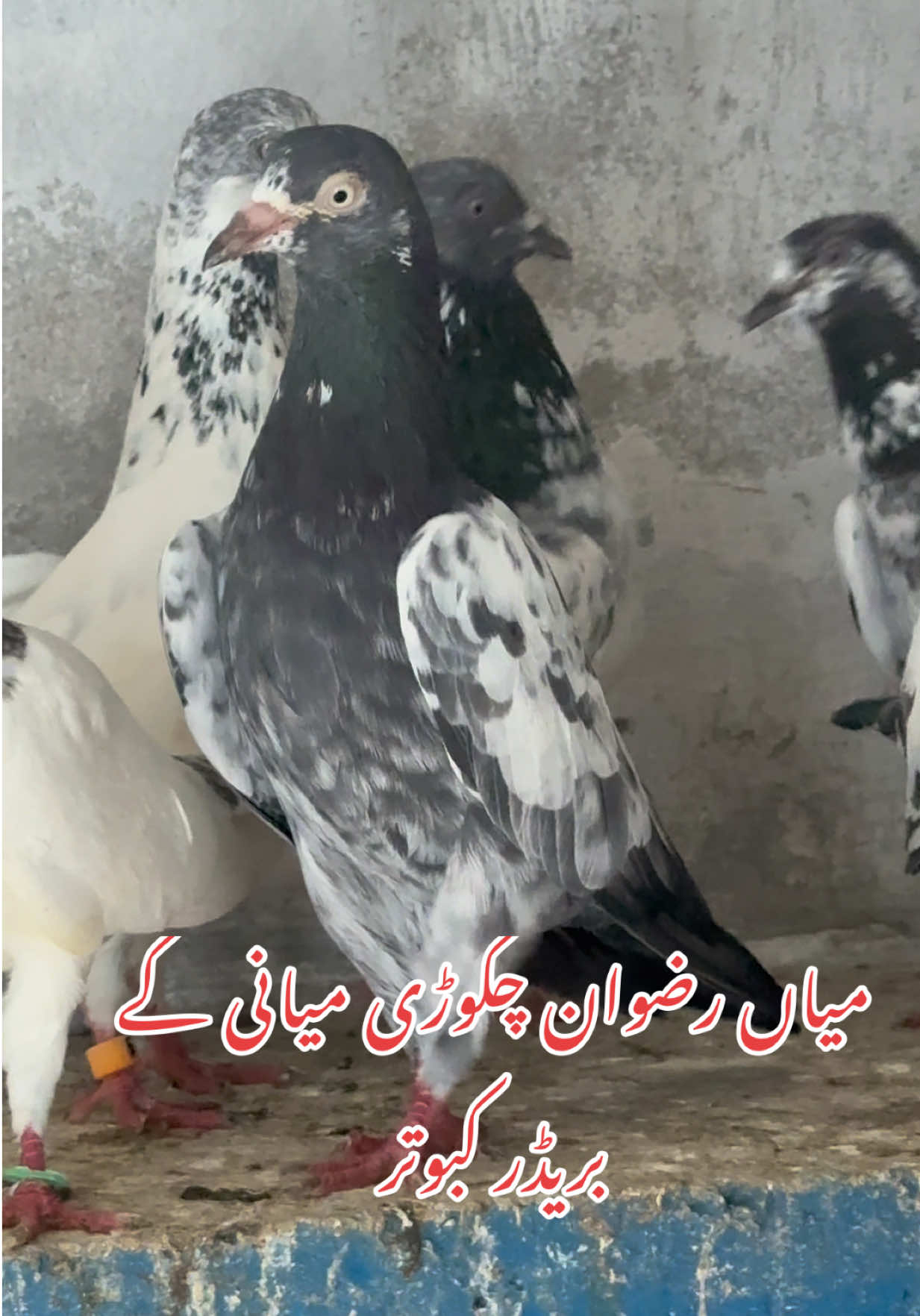 @Aero Pigeons Club