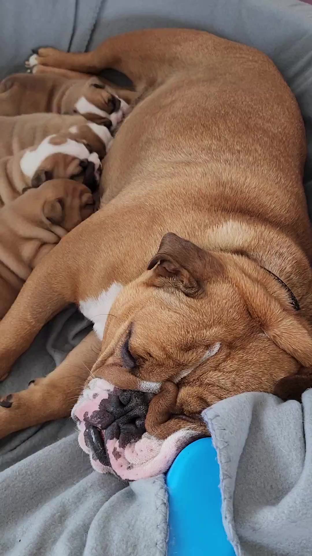 @Bulliciious Bulldogs Aotearoa